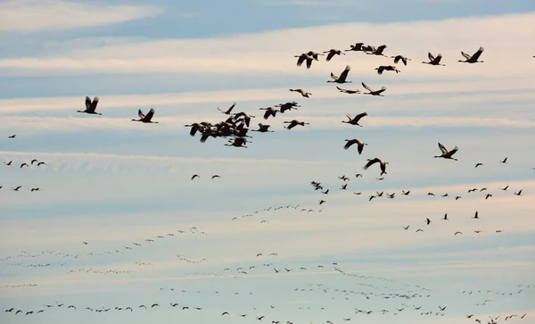 Migración Aves Grupo Grúas Volando Alto Cielo Nublado — Foto de Stock
