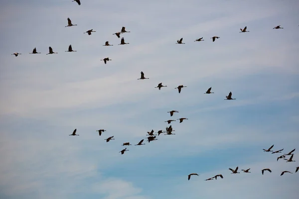 Ptaki Locie Stado Żurawi Powracających Ciepłych Krain Błękitnym Wiosennym Niebie — Zdjęcie stockowe