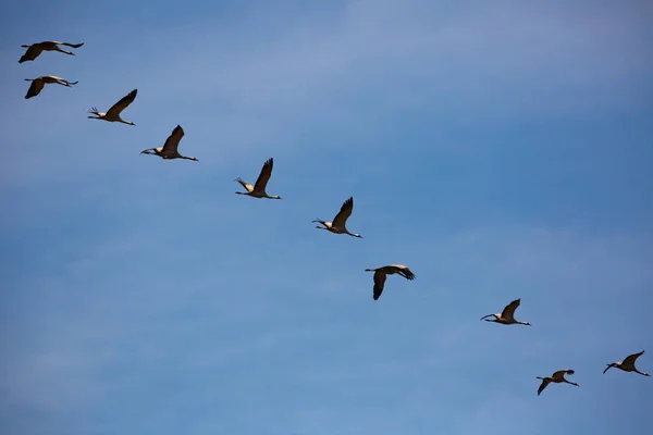 Stora Flock Tranor Flyger Himlen — Stockfoto