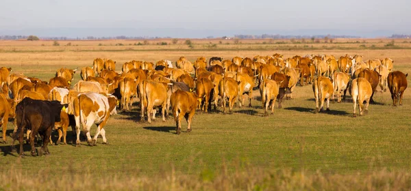 Manada Vacas Está Pastando Estepa Hungría Hortobagy Aire Libre —  Fotos de Stock