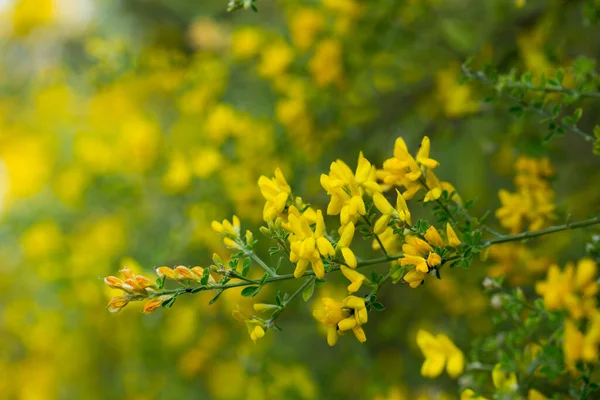 Flores Amarillas Planta Teline Canariensis Foto Alta Calidad — Foto de Stock