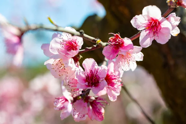 Blooming Branches Peach Trees Bright Sunny Day — Stock Photo, Image