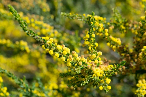 春に緑色の葉の上にカンガルーアカシアの全球形の黄色の花頭の閉鎖 — ストック写真