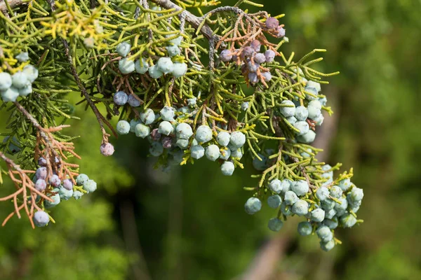 自然生息地におけるジュニペルス カリフォルニツァの木の青灰色の果実の閉鎖 — ストック写真