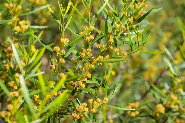 Primo Piano Acacia Dodonaeifolia Globulare Teste Fiore Giallo Sfondo Foglie — Foto Stock