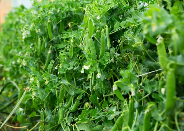 Image Plantules Pois Soja Poussant Dans Jardin Extérieur — Photo