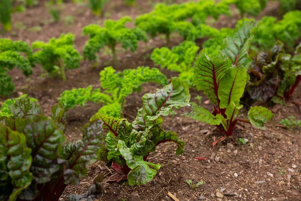 Closeup Young Beets Growing Kitchen Garden Other Vegetables Spring Day — Stock Photo, Image