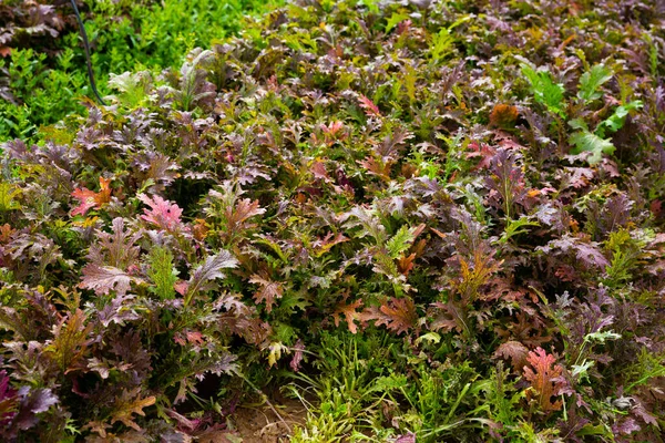 Red Mizuna Plants Carefully Growing Garden — Stock Photo, Image