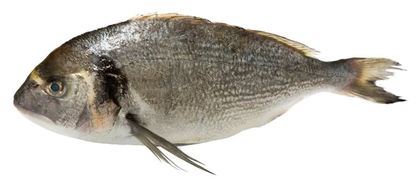 Świeże Surowe Ryby Dorada Izolowane Białym Tle — Zdjęcie stockowe