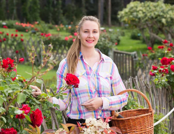 Feliz Inglês Feminino Segurando Uma Cesta Perto Das Rosas Florescendo — Fotografia de Stock
