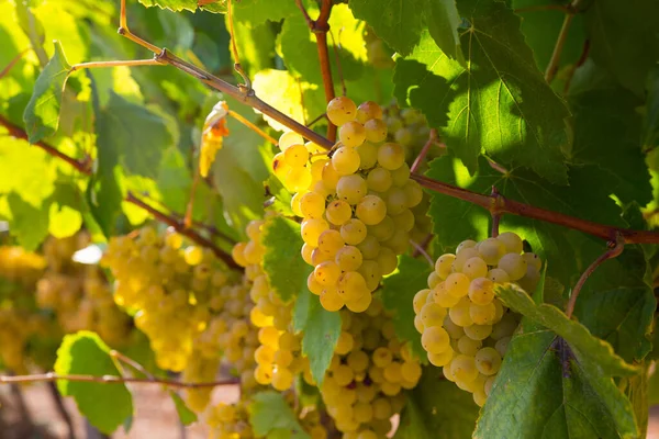 Close View Ripe Grapes Vineyard Blurred Background — Stock Photo, Image