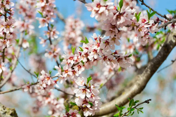 Almond Flowers Flowering Almond Tree Garden Blooming Pink Flowers Branches — Stock Photo, Image