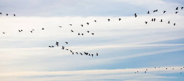 鸟类迁徙 一群鹤在多云的天空中飞得高高的 — 图库照片