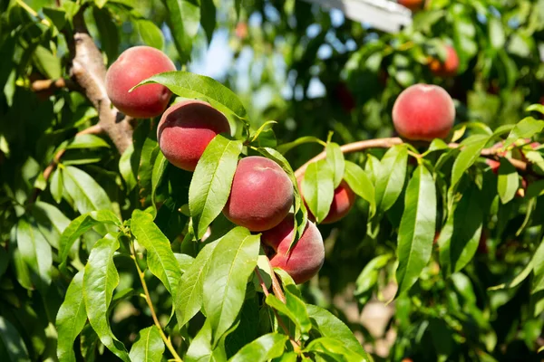 Ripe Peaches Trees Fruit Plantation — Stock Photo, Image