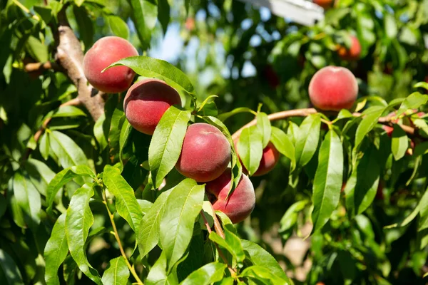 Melocotones Maduros Árboles Plantaciones Frutales —  Fotos de Stock