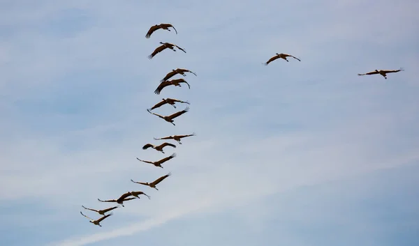 鳥の移動 雲の多い空を飛ぶクレーンのグループ — ストック写真