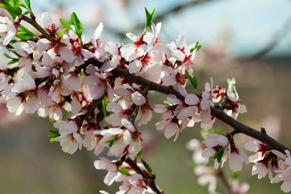 春の葉背景ぼかしのピンクの花とアーモンドの木の枝 — ストック写真