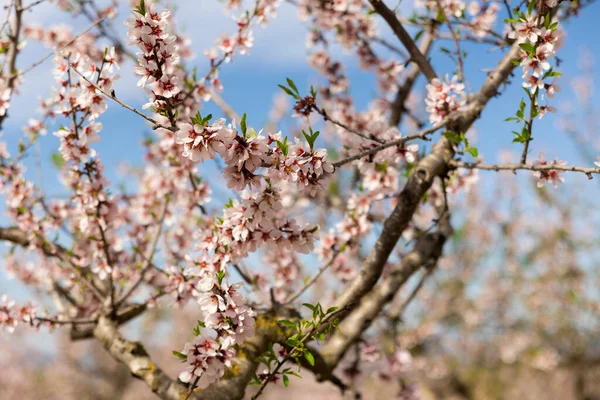Filialer Mandel Träd Full Vita Vackra Blommor Med Små Gröna — Stockfoto