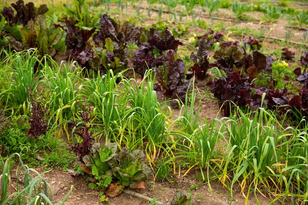 庭で成長しているマンゴールド ニンニク レタスなどの植物 高品質の写真 — ストック写真