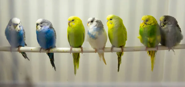 Kuş Kafesinde Tünemiş Renkli Evcil Muhabbet Kuşlarının Yakın Çekimi — Stok fotoğraf