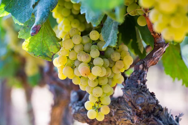 Ripe White Grapes Hanging Vine Vineyard Harvest Season — Stock Photo, Image