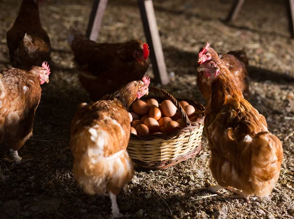 鶏小屋で新鮮な卵でいっぱいのバスケットの横に鶏を置く — ストック写真