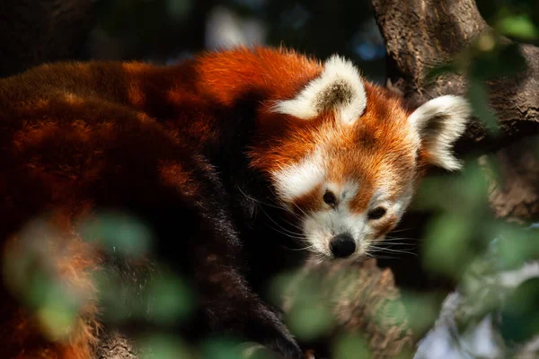 Светлое Лицо Красной Панды Прячущейся Ветвях Зеленого Дерева Дикие Животные — стоковое фото