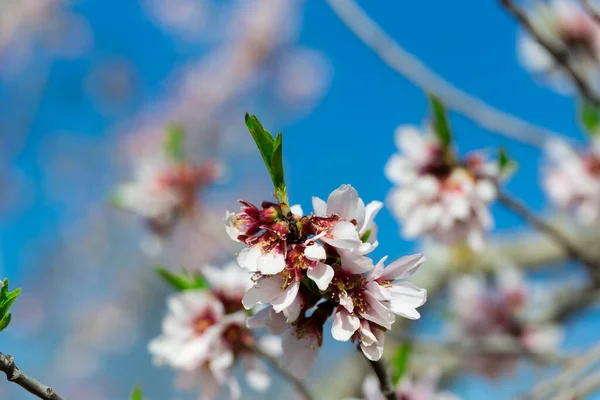 Almond Tree Branch Pink Flowers Blur Spring Foliage Background — Stock Photo, Image