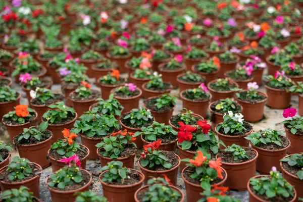 Spousta Balzámových Sazenic Květináči Jarní Práce Zahradě Zahradnictví Zdobení Kultury — Stock fotografie