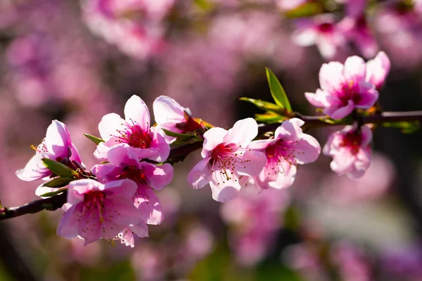 Closeup Flowers Peach Tree Branch Spring Time — Stock Photo, Image