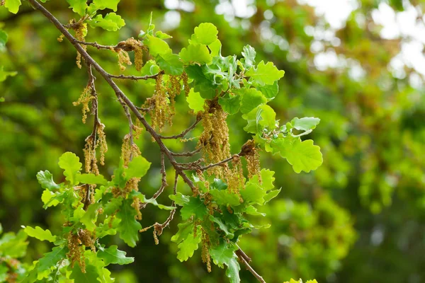 Close Green Oak Foliage Stamens — Stock Photo, Image