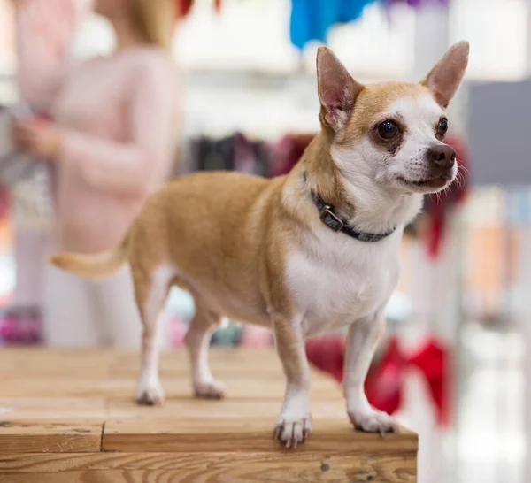 Portrait Small Chihuahua Dog Collar Sitting Pet Store — Stock Photo, Image