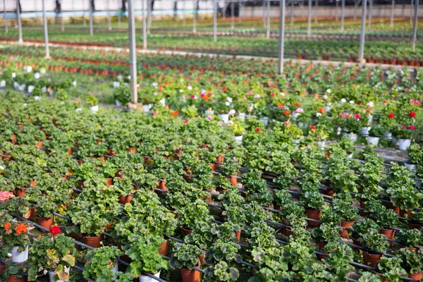 View Pelargonium Pots Lined Rows — Stock Photo, Image