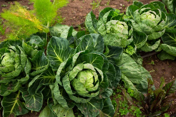 Green Young Cabbages Growing Vegetable Garden Spring Day — Stock Photo, Image