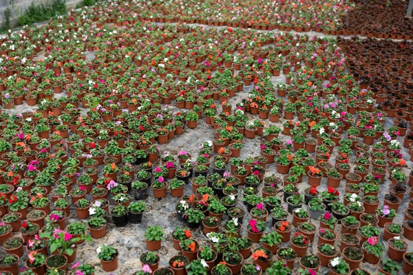 Reihen Von Balsamkeimlingen Viele Balsambüsche Plastiktöpfen Frühlingsarbeit Garten Gartenkonzept — Stockfoto