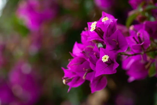 紫色の花を持つ観賞用植物庭のブーゲンビリアの閉鎖 — ストック写真
