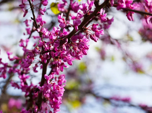 Blooming Purple Cercis Siliquastrum Trees Fields Spring — Stock Photo, Image