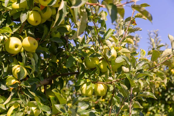 Χρυσά Νόστιμα Μήλα Που Κρέμονται Από Κλαδιά Δέντρων Στον Κήπο — Φωτογραφία Αρχείου