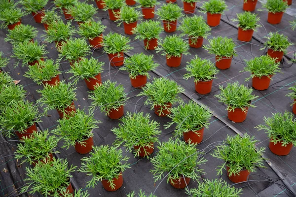 温室農場の植木鉢で成長する若いArgyranthemumパーカッション 高品質の写真 — ストック写真