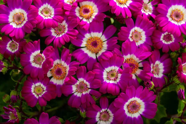 Kolorowe Piękne Różowe Kwiaty Cineraria Jako Tło — Zdjęcie stockowe