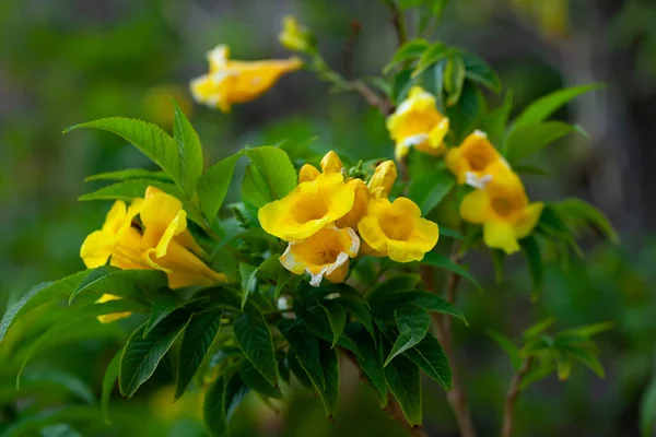 Vista Close Florescendo Cachos Amarelos Flores Videira Trompete — Fotografia de Stock