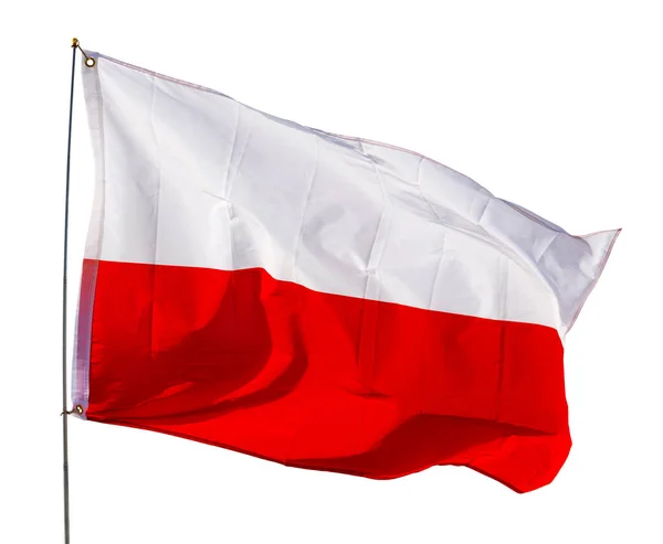 Bandeira Polaca Voa Orgulhosamente Vento Isolado Sobre Fundo Branco — Fotografia de Stock