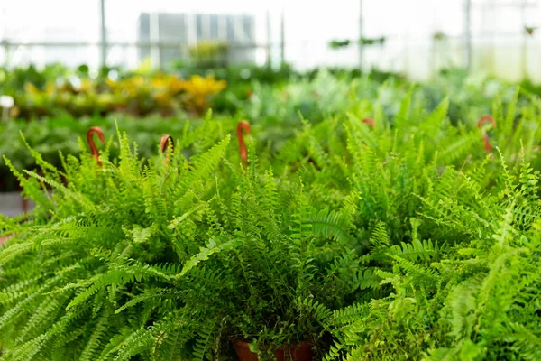 Glasshouse Çiftliğindeki Saksılarda Yetişen Yeşil Nefrolepis Bitkileri — Stok fotoğraf
