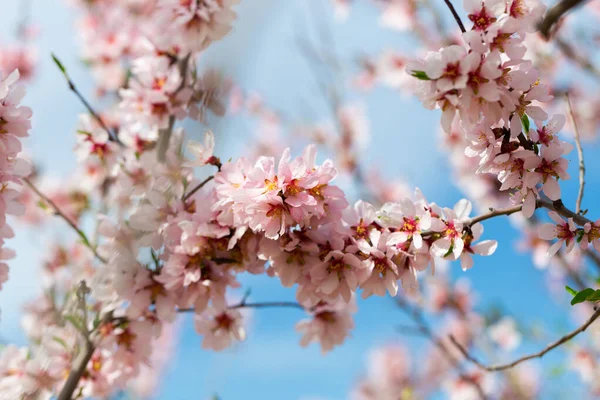 Flowering Branch Almond Tree Early Spring Blue Sky Close Image — Stock Photo, Image