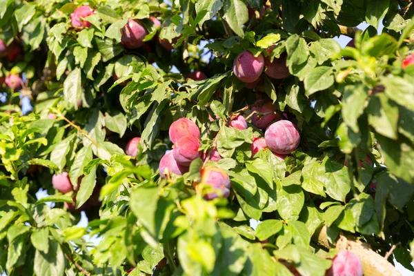 夏の果樹園の木の枝にぶら下がっている新鮮な熟した赤い有機梅 収穫時期 — ストック写真