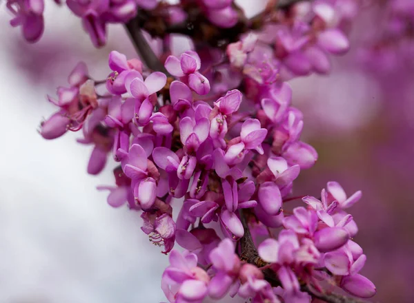 Florecimiento Cercis Siliquastrum Púrpura Los Prados Europa Primavera — Foto de Stock