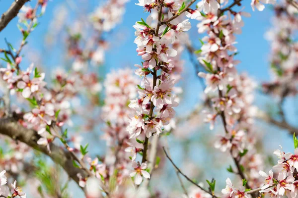 アーモンドの花 庭のアーモンドの木を開花させます 枝にピンクの花を咲かせます — ストック写真