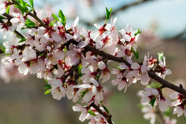 春の庭にあるアーモンドの木の開花枝のイメージ クローズアップ画像 — ストック写真