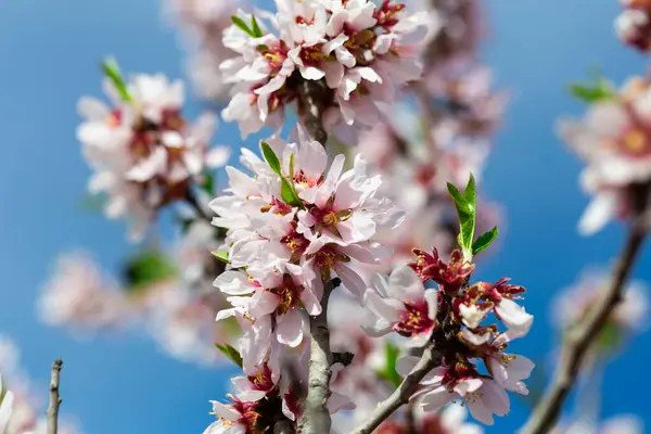 青い空に対して早春にアーモンドの木の開花枝 クローズアップ画像 — ストック写真