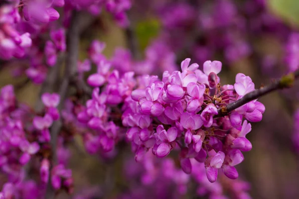 Bloeiende Paarse Cercis Siliquastrum Bomen Velden Het Voorjaar — Stockfoto